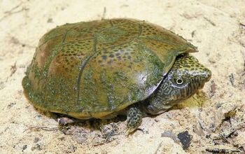 Flattened Musk Turtle