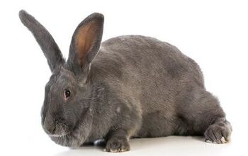 Flemish Giant Rabbit