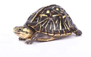 Florida Box Turtle