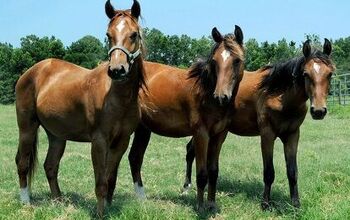 Florida Cracker Horse