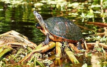 Florida Red-Belly Turtle