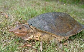 Florida Softshell Turtle