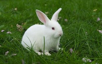 Florida White Rabbit