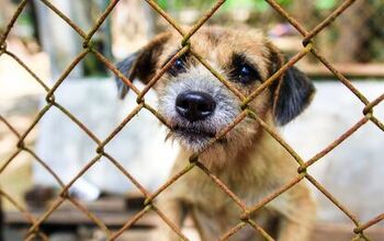 Florida’s New Law Prevents Animal Abusers From Having Pets Ever Agai