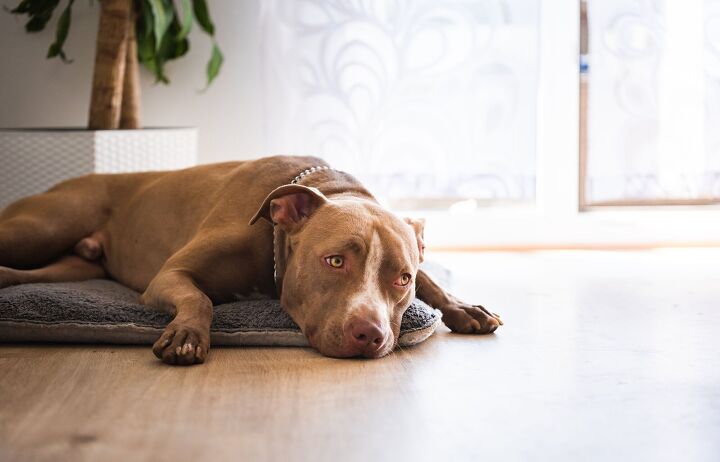 followers cry fowl as staffie peggy and magpie molly separated, Photo Credit Przemek Iciak Shutterstock com