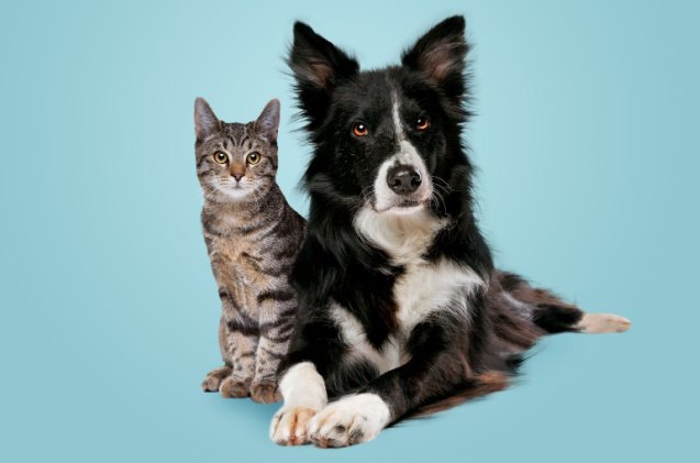 forbes advisor reveals dog and cat breeds with highest medical costs, Erik Lam Shutterstock