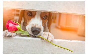 Forget Roses! Animal Shelters’ Cuddlegrams Are Best Valentine’s Gi