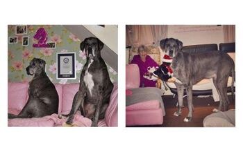 Freddy the Great Dane is World’s Tallest Living Dog