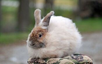 French Angora Rabbit