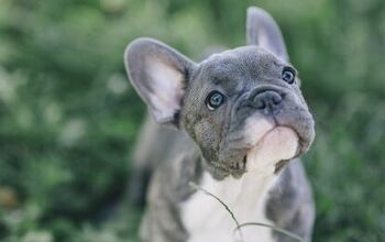 French Bulldogs: What You Need To Know Before You Adopt