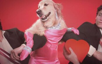 French Photographer Takes Hilarious Photos of His Dog Dressed As Madon