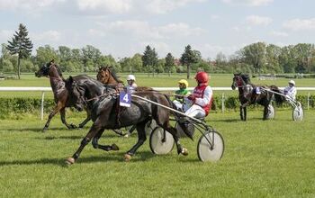 French Trotter Horse