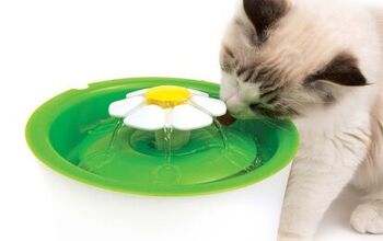 Fresh Water Always Blooms From CatIt Flower Fountain