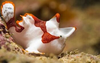 Frogfish