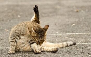 Fun Facts About Cat Hairballs