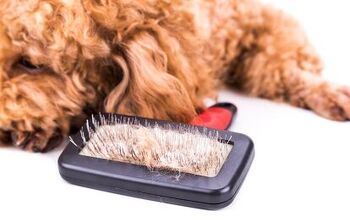 Fur-Flying Tips for Spring Shedding Season