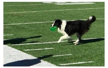 Furry Tee-Fetcher Steals Football Fans’ Hearts [Video]