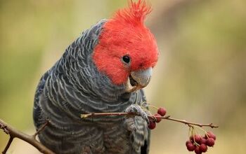 Gang Gang Cockatoo