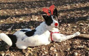 Gen Y Dogma: How To Do Your Dog’s First Christmas Up In Style