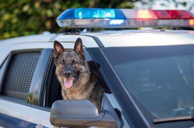 georgia non profit gives shelter dogs a second chance as police k9s