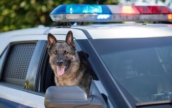 Georgia Non-Profit Gives Shelter Dogs a Second Chance as Police K9s