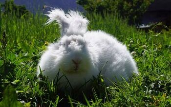 German Angora Rabbit