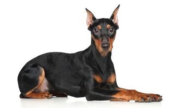 German Pinscher