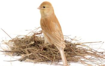 German Roller Canary