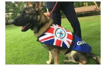 German Shepherd Flunks Police Academy, Lands Cushy New Job