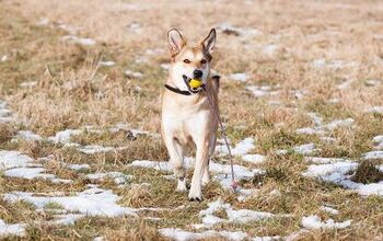 German Sheprador