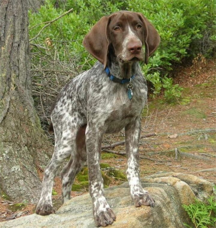 german shorthaired pointer