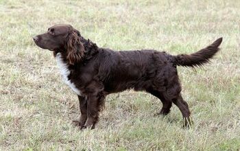 German Spaniel