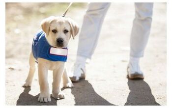 Get Your Giving Tuesday Puppy Fix With Live Puppycam