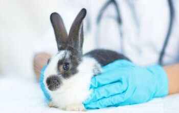 GI Stasis In Rabbits: Symptoms, Causes, and How To Prevent It