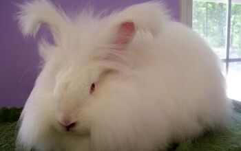 Giant Angora Rabbit