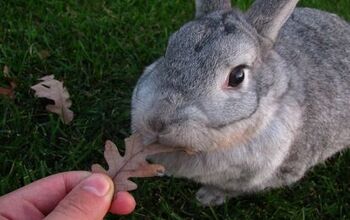 Giant Chinchilla Rabbit