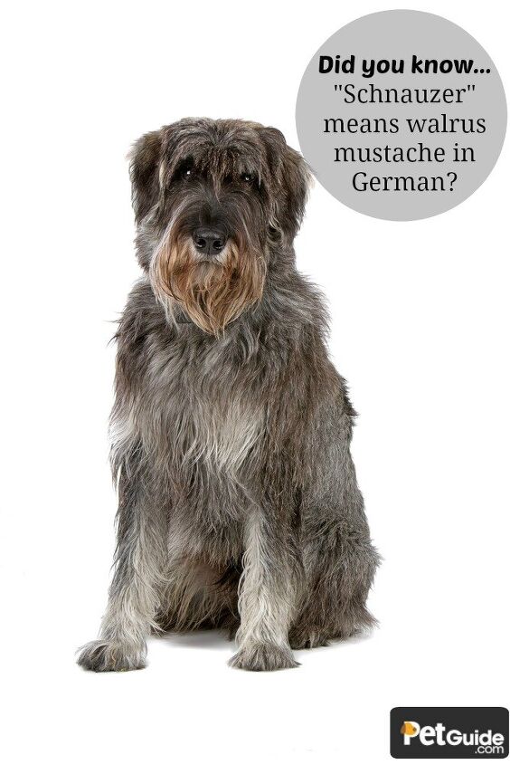 giant schnauzer