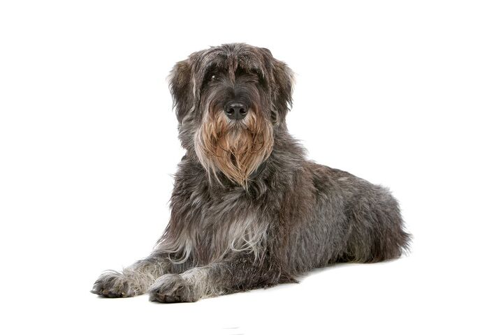 giant schnauzer