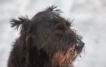 Giant Schnoodle