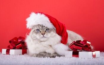 Gift Guide: Best Christmas Gifts for Cats