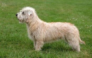 Glen of Imaal Terrier