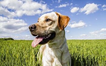 Gluten Allergies And Intolerance In Dogs