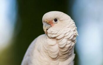 Goffin’s Cockatoo