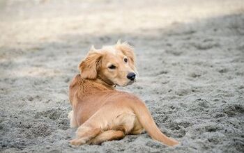 Golden Cavalier