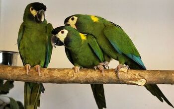 Golden Collared Macaw