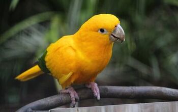 Golden Conure