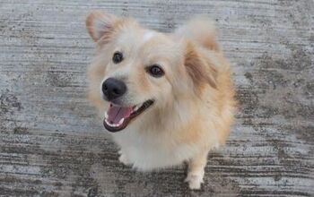 Golden Corgi