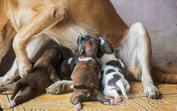 Golden Retriever Nurses African Painted Dog Pups Rejected by Their Mom