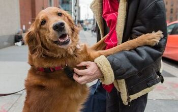 Golden Retriever Showers New York With Handshakes and Hugs