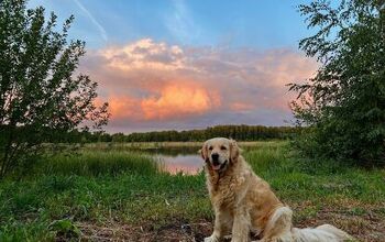 Golden Retriever Survives 65 Days Alone in the Alaskan Wilderness